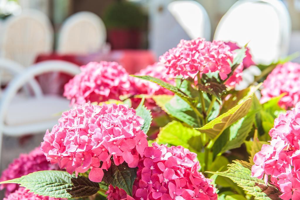 Hotel Garden Беллария-Иджеа-Марина Экстерьер фото